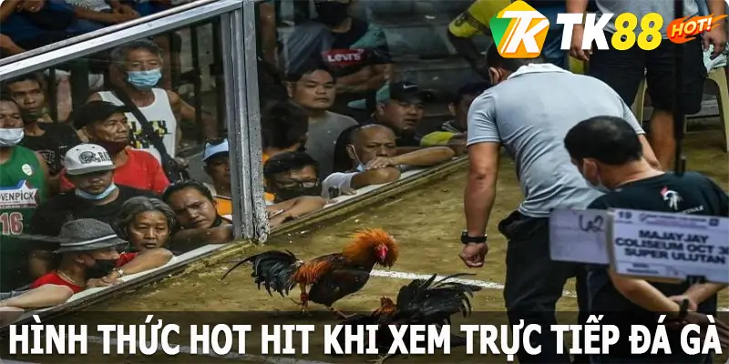 Hình thức hot hit khi xem trực tiếp đá gà TK88